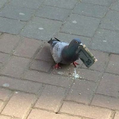 soumis et pigeon au service des femmes