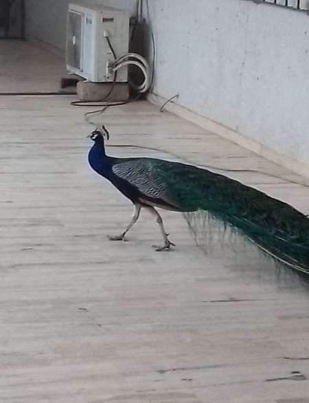  Femelle africaine noire recherche son soumis