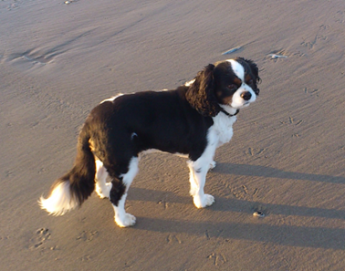 Cherche moneyslave bien éduqué