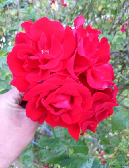 Bel homme courtois recherche femme